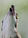 _MG_3102 Eastern Osprey.jpg