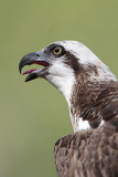 _MG_3399 Eastern Osprey.jpg