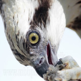 _MG_3431 Eastern Osprey.jpg