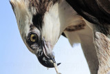 _MG_3499 Eastern Osprey.jpg
