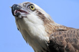 _MG_3501 Eastern Osprey.jpg
