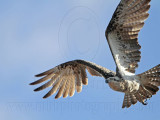 _MG_4479 Eastern Osprey.jpg
