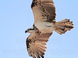 _MG_4490 Eastern Osprey.jpg