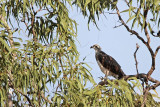 _MG_4553 Eastern Osprey.jpg