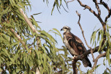 _MG_4702 Eastern Osprey.jpg