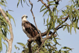 _MG_4719 Eastern Osprey.jpg