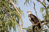 _MG_4728 Eastern Osprey.jpg