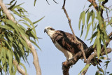 _MG_4752 Eastern Osprey.jpg