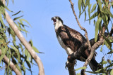 _MG_4809 Eastern Osprey.jpg