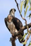 _MG_4863 Eastern Osprey.jpg