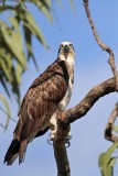 _MG_5055 Eastern Osprey.jpg