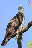 _MG_5084 Eastern Osprey.jpg