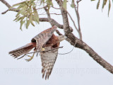 _MG_0036 Red Goshawk female.jpg