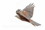 _MG_0056 Red Goshawk female.jpg