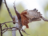 _MG_0333 Red Goshawk female.jpg