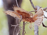 _MG_0373 Red Goshawk female.jpg