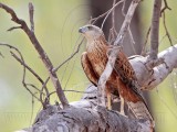 _MG_0479 Red Goshawk female.jpg