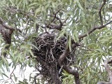 _MG_0517 Red Goshawk nest.jpg