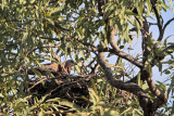 _MG_1281 Red Goshawk female.jpg