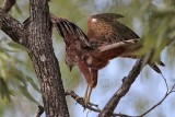 _MG_9717 Red Goshawk female.jpg