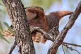 _MG_9767 Red Goshawk female.jpg