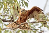 _MG_9873 Red Goshawk female.jpg