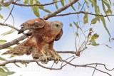_MG_9909 Red Goshawk female.jpg