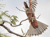 _MG_9929 Red Goshawk female.jpg