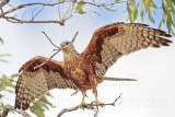 _MG_9935 Red Goshawk female.jpg