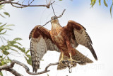 _MG_9938 Red Goshawk female.jpg