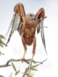 _MG_9956 Red Goshawk female.jpg