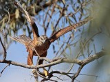_MG_2471 Red Goshawk female.jpg
