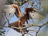 _MG_2472 Red Goshawk female.jpg