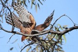 _MG_2577 Red Goshawk female.jpg