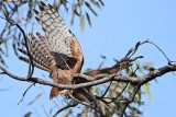 _MG_2578 Red Goshawk female.jpg