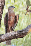 _MG_2206 Red Goshawk male.jpg