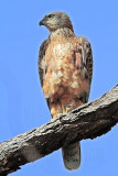 _MG_3418 Red Goshawk male.jpg