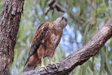 _MG_3490 Red Goshawk male.jpg