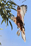 _MG_3570 Red Goshawk male.jpg