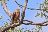 _MG_3594 Red Goshawk male.jpg