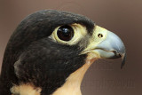 _MG_0517 Peregrine Falcon.jpg