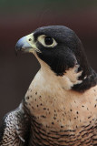 _MG_0696 Peregrine Falcon.jpg