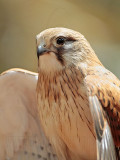 _MG_0332 Nankeen Kestrel.jpg