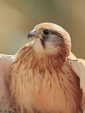 _MG_0364 Nankeen Kestrel.jpg