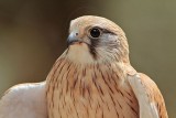 _MG_0376 Nankeen Kestrel.jpg