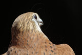 _MG_0537 Nankeen Kestrel.jpg