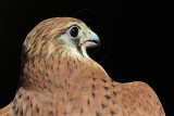 _MG_0556 Nankeen Kestrel.jpg