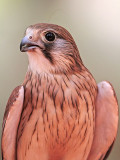 _MG_0620 Nankeen Kestrel.jpg