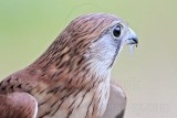 _MG_2436 Nankeen Kestrel.jpg