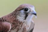 _MG_2439 Nankeen Kestrel.jpg